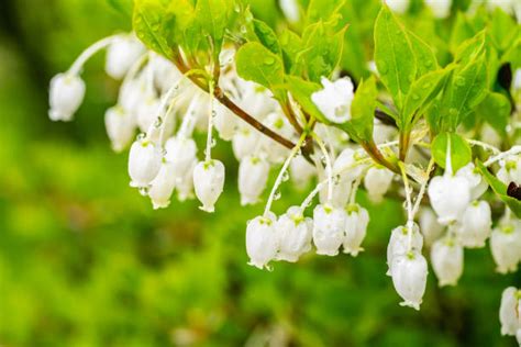 吊鐘花種子|臺灣吊鐘花 (護理, 特徵, 花, 圖片)